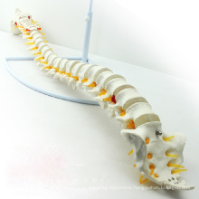 SPINE01 (12372) Medical Science Nature Classic Flexible Spine Model without Pelvis , Spine/Vertebrae Models > Life-Size Spine